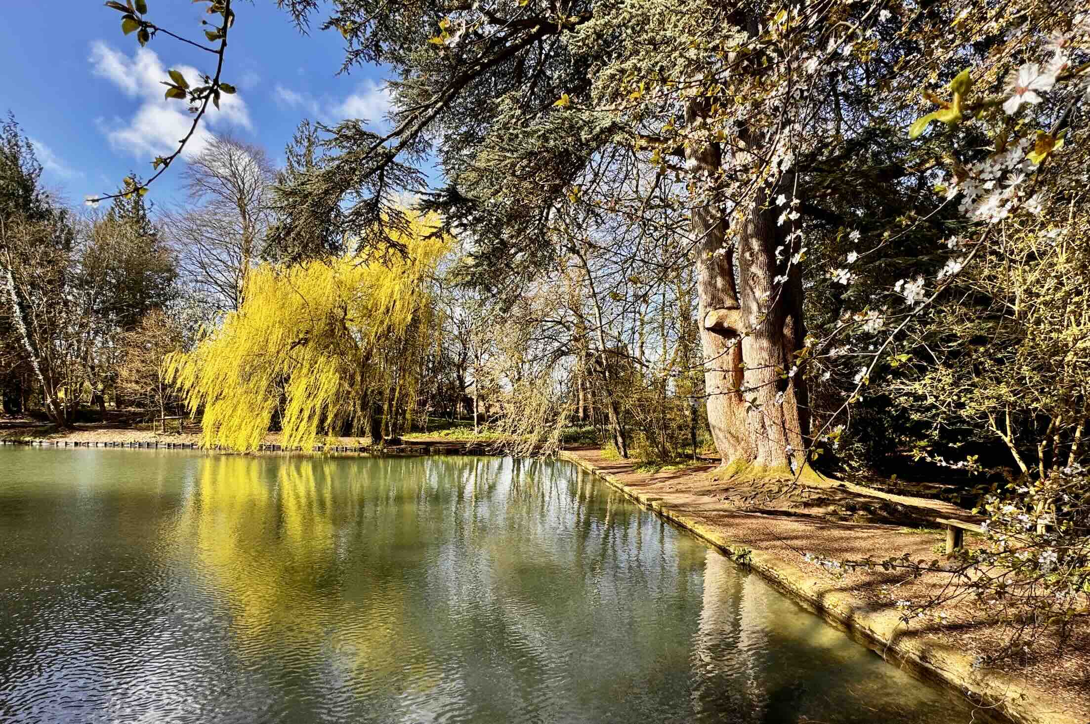 Wychwood Wild Garden massive cedar photo by Bryan dearsley